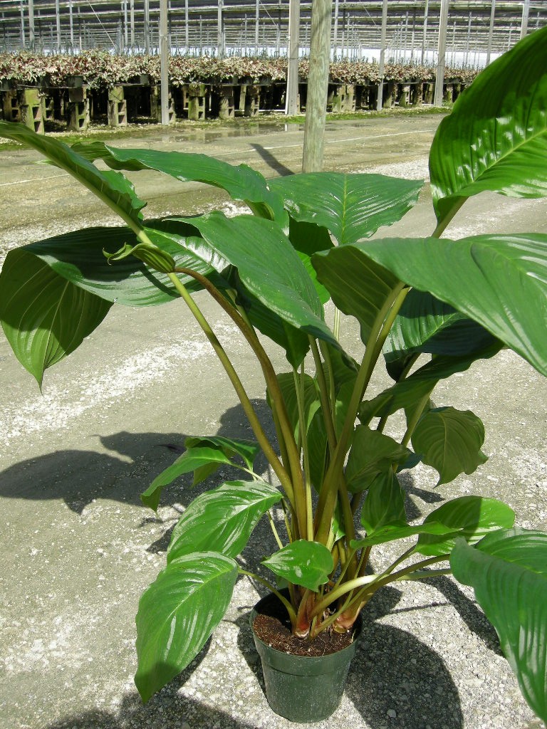 6" Tacca " Bat Plant"